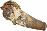 Fossil Spinosaurus Tooth - Real Dinosaur Tooth #238026-1